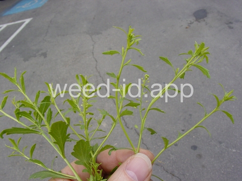 pepperweed, sand